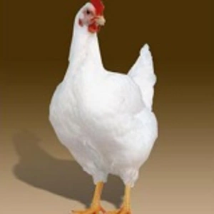 Породы бройлеров